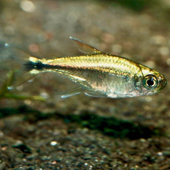 Hemigrammus rodwayi   Gouden tetra M